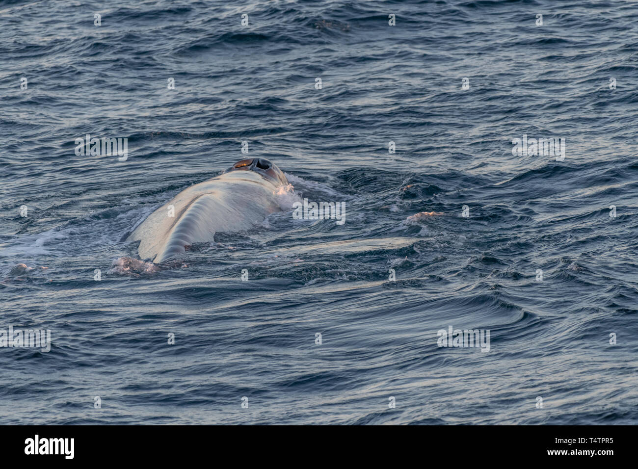 La ballena azul (Balaenoptera musculus) en la superficie frente a la costa de Baja California. Foto de stock