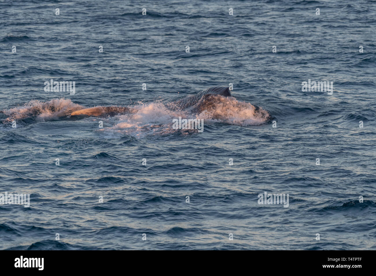 La ballena azul (Balaenoptera musculus) estocada alimentación fuera de la costa de Baja California. Foto de stock