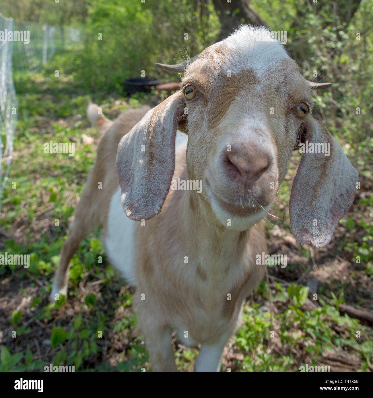 Un "pastoreo dirigido' o 'conservación' de pastoreo caprino plantea para el fotógrafo en Southwoods Park, West Des Moines, Iowa Foto de stock