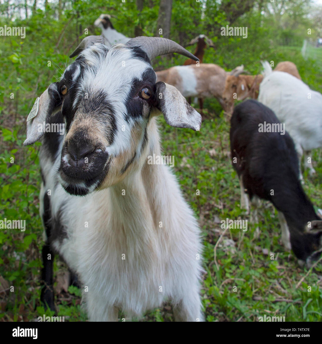 Un "pastoreo dirigido' o 'conservación' de pastoreo al fotógrafo de Ojos de cabra Southwoods Park, West Des Moines, Iowa Foto de stock