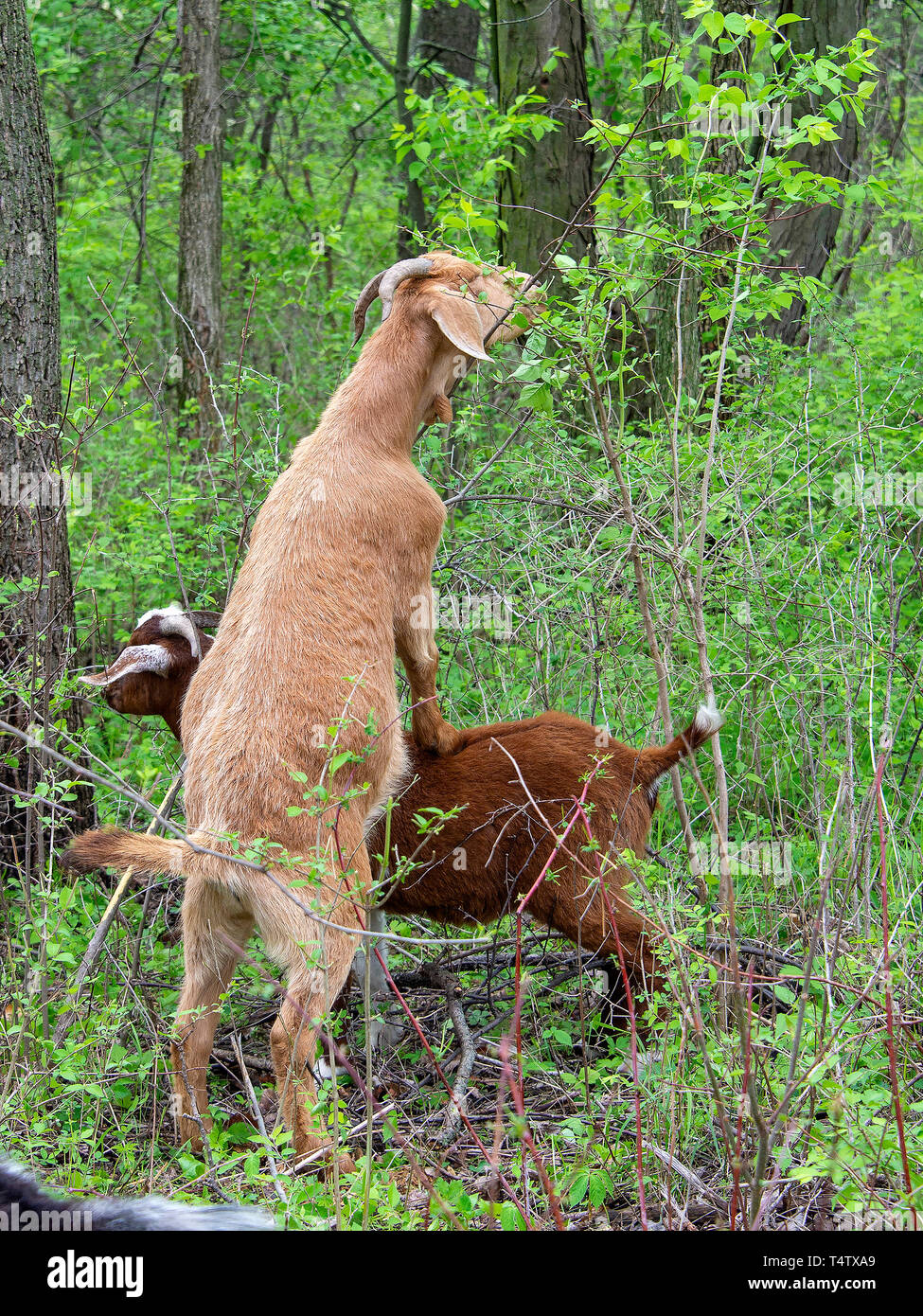 Dirigida o conservación de pastoreo de cabras pastando ayudarse mutuamente, mientras que el pastoreo, Southwoods Park, West Des Moines, Iowa Foto de stock