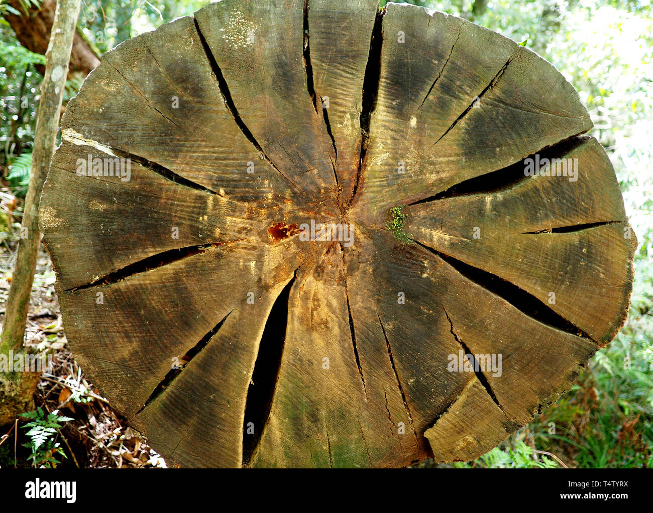 Sección transversal de corte enorme tronco de árbol en el bosque Foto de stock