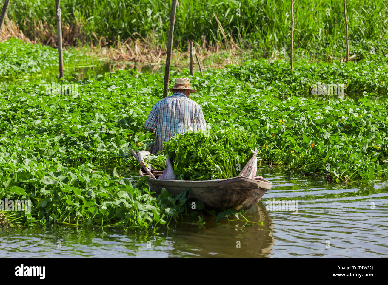 Un agricultor tailandés cosechas espinacas agua en su barca Foto de stock