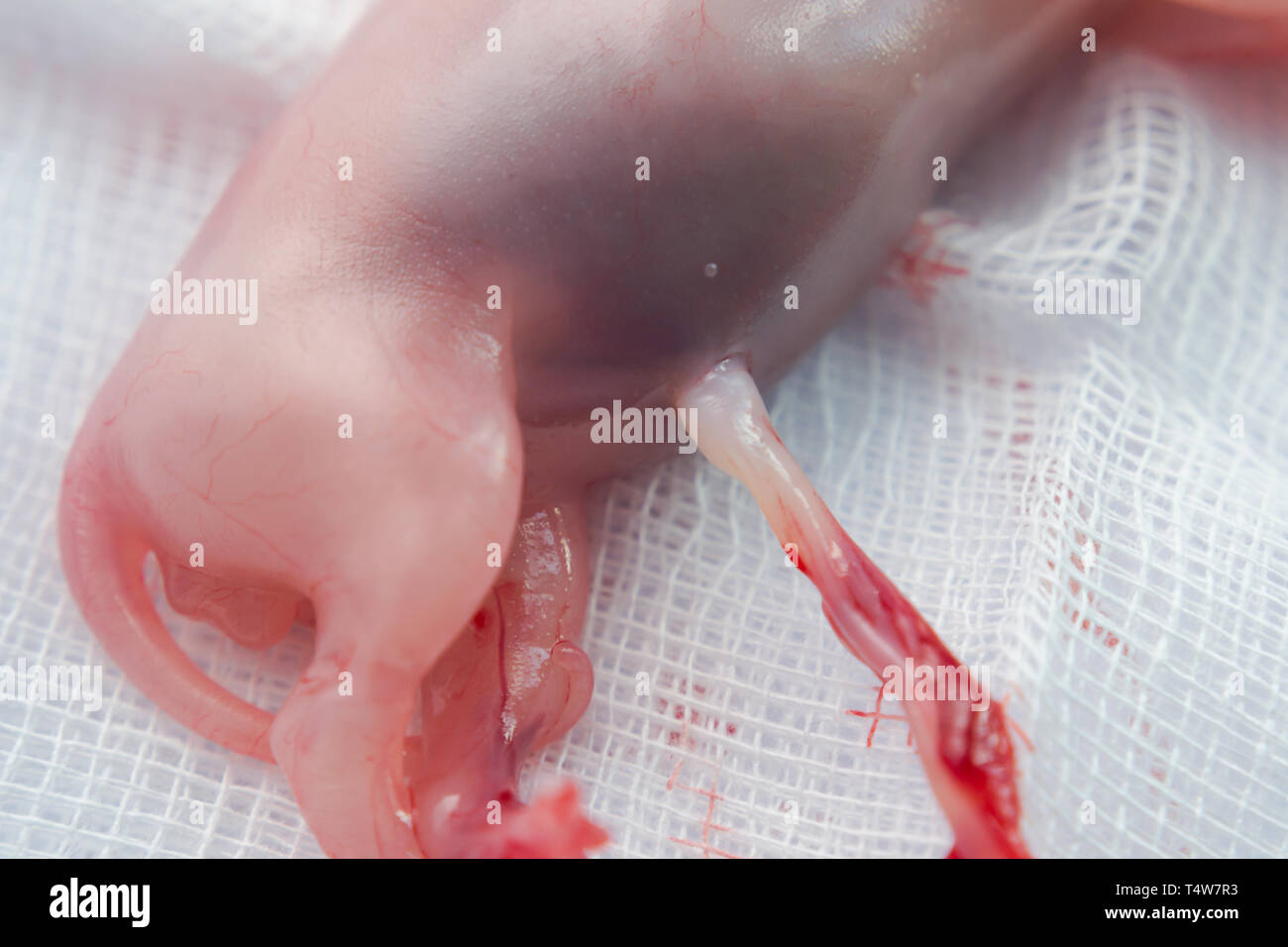 El cordón umbilical y la parte posterior del cuerpo de un feto de gato  Fotografía de stock - Alamy