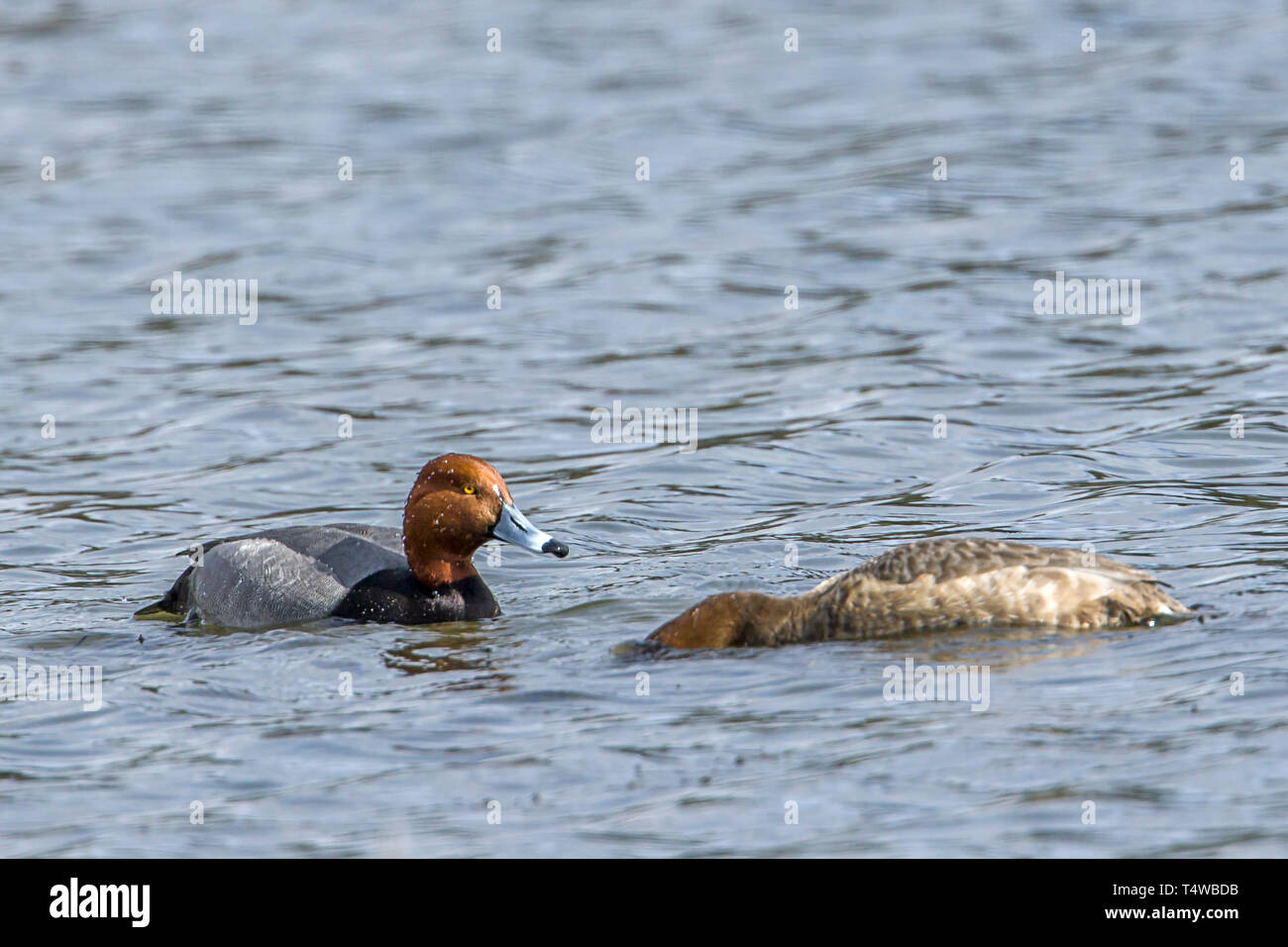 Un pato de cabeza roja par nadar y bucear en el agua Hauser, Idaho. Foto de stock