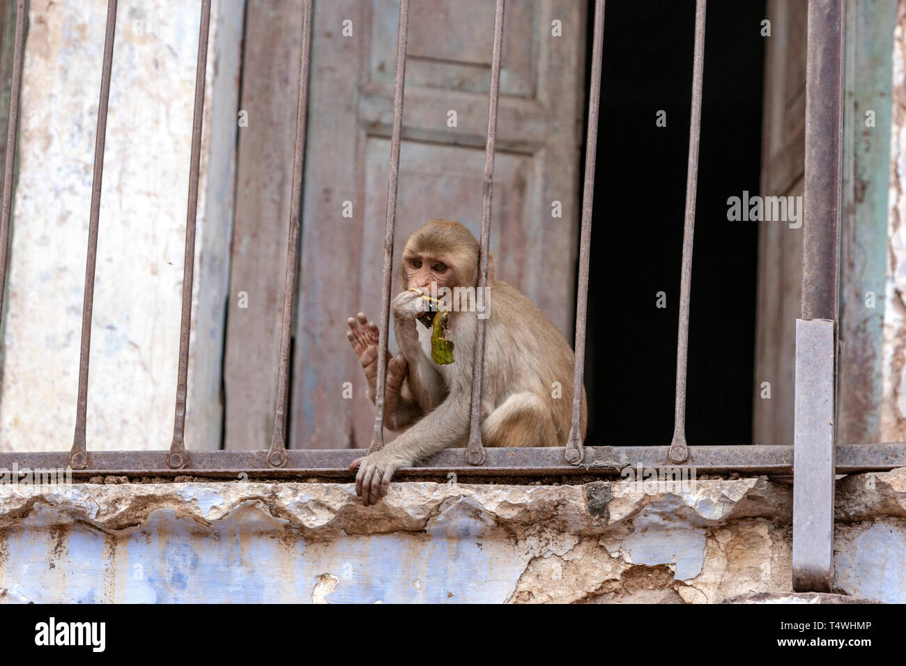 Monos Langur gris en un balcón casa en Bundi, Rajasthan, India Fotografía de  stock - Alamy