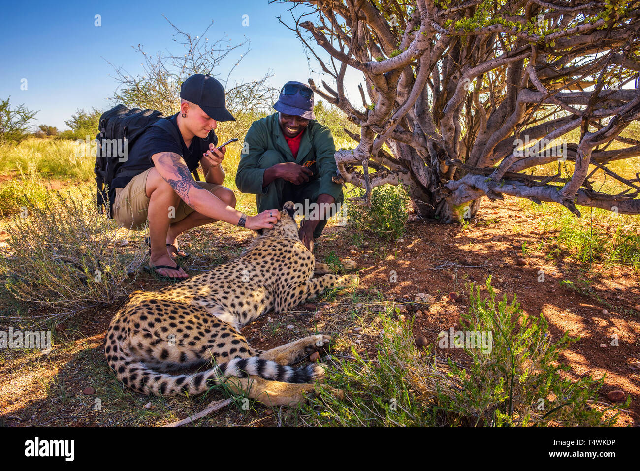 Portero y un turista de acariciar a un guepardo Foto de stock
