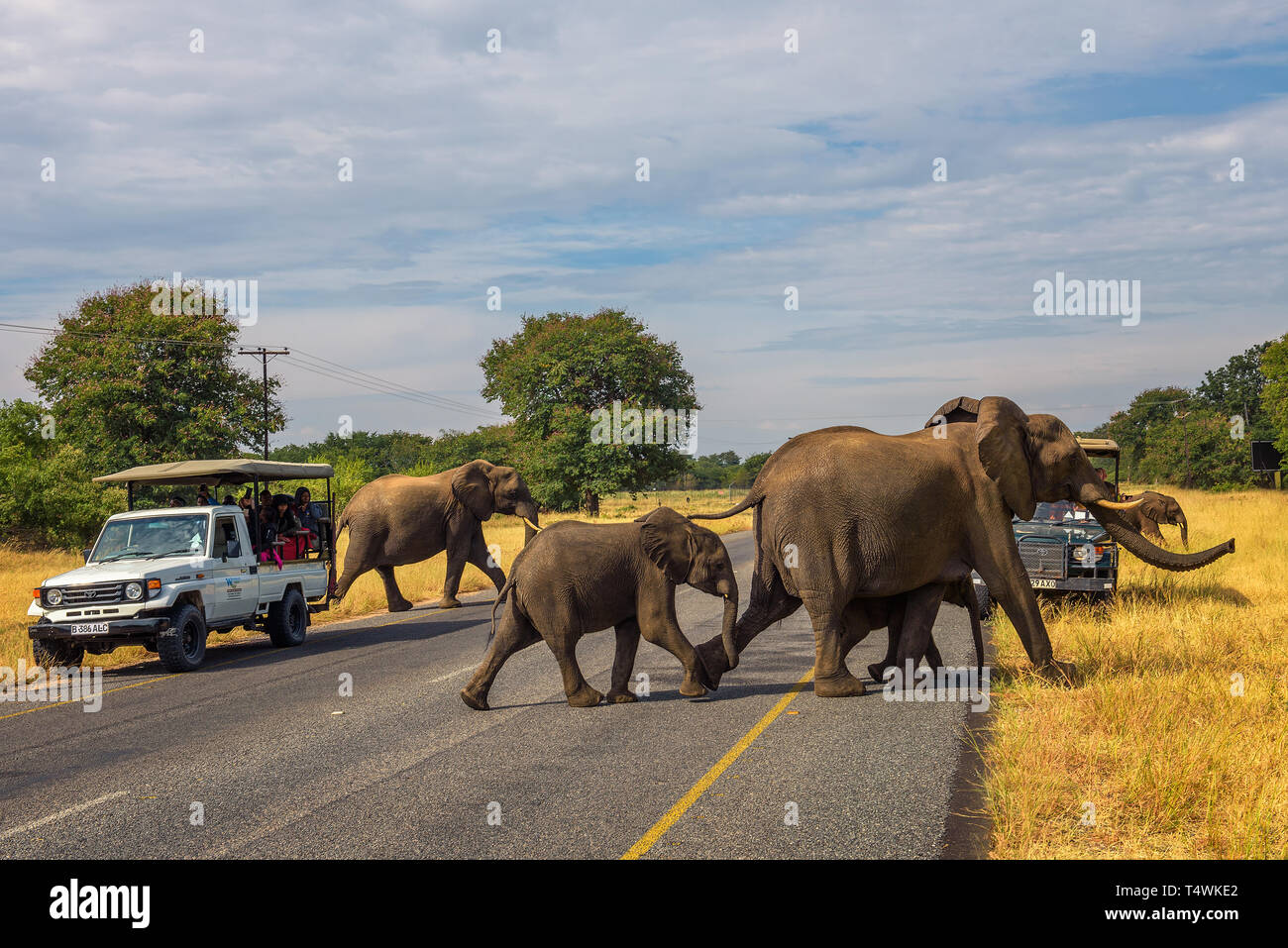 Manada de elefantes cruzando la calle delante de los coches en el Parque Nacional Chobe Foto de stock