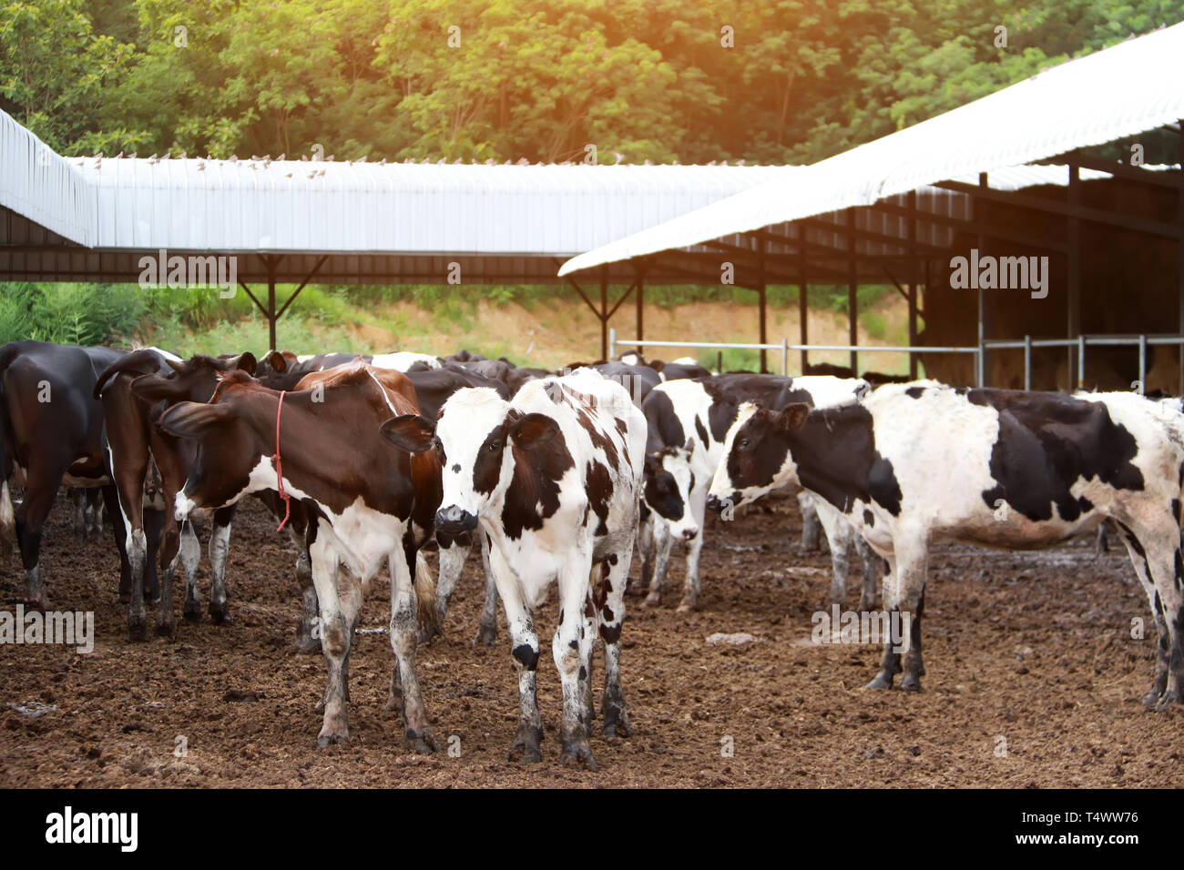 La agricultura industrial, la agricultura y la ganadería rebaño de vacas en la granja Foto de stock