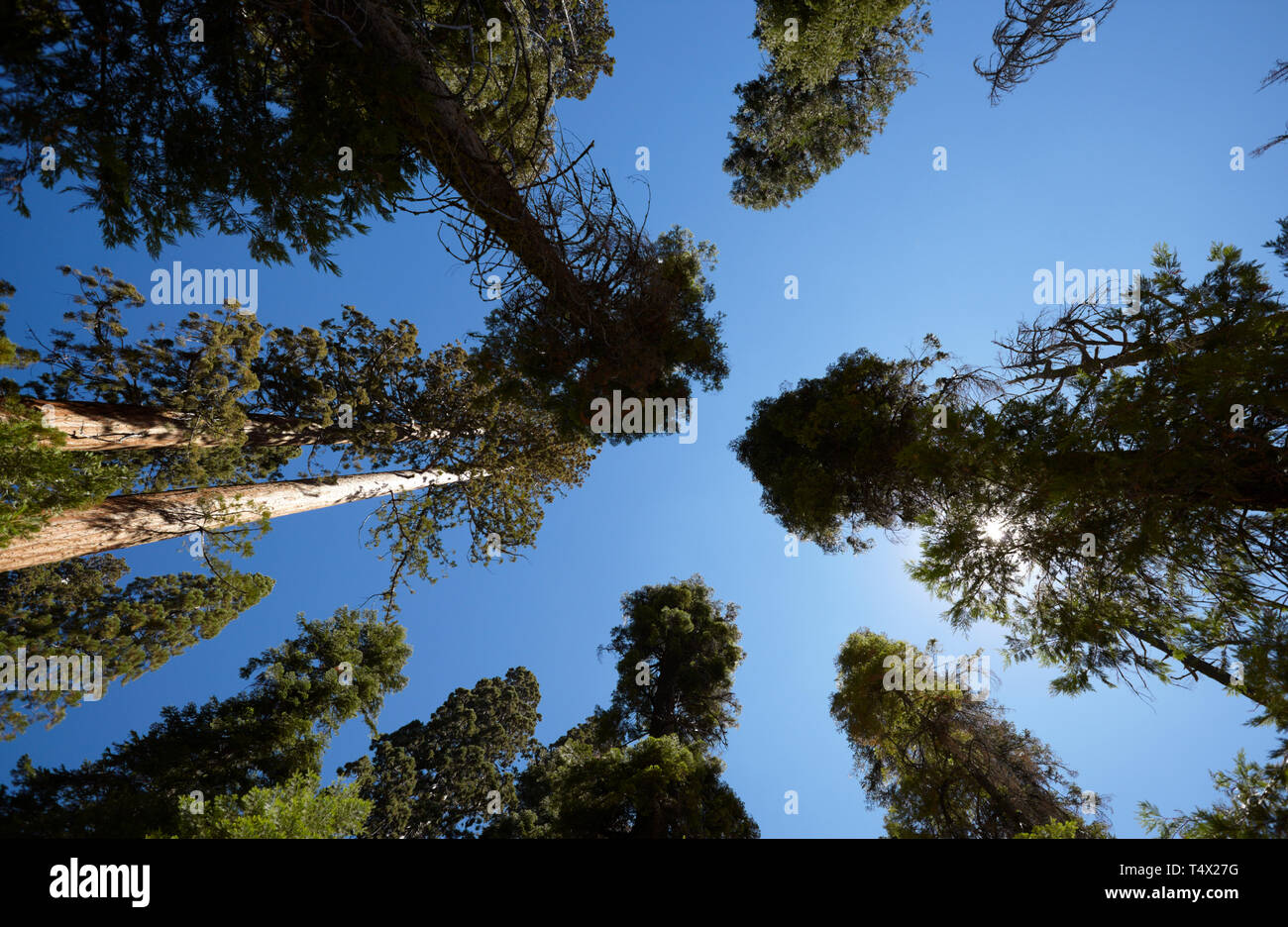 Giant Sequoia, Mariposa Grove, Yosemite, California, Estados Unidos. Foto de stock