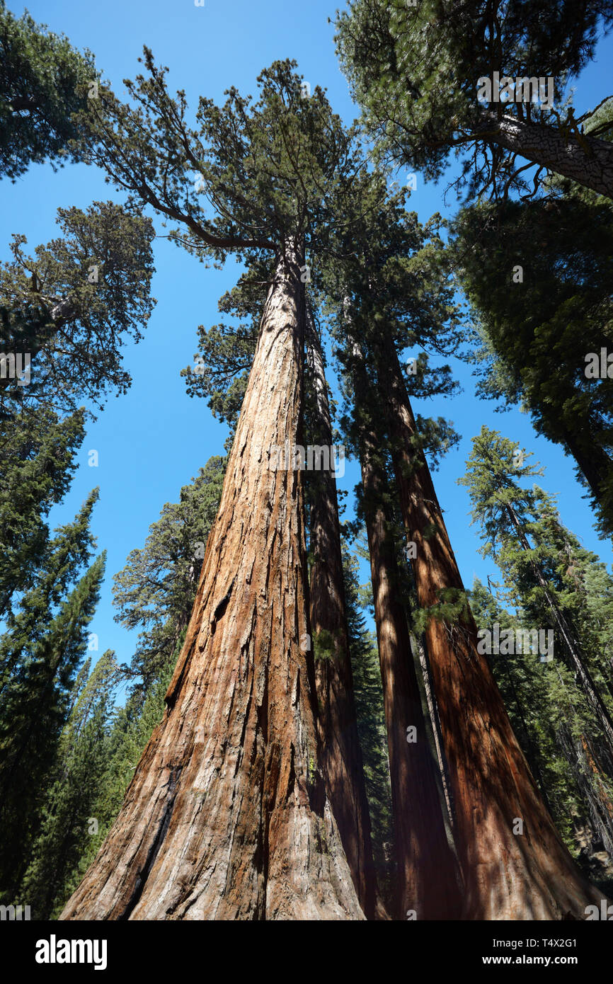 Giant Sequoia, Mariposa Grove, Yosemite, California, Estados Unidos. Foto de stock