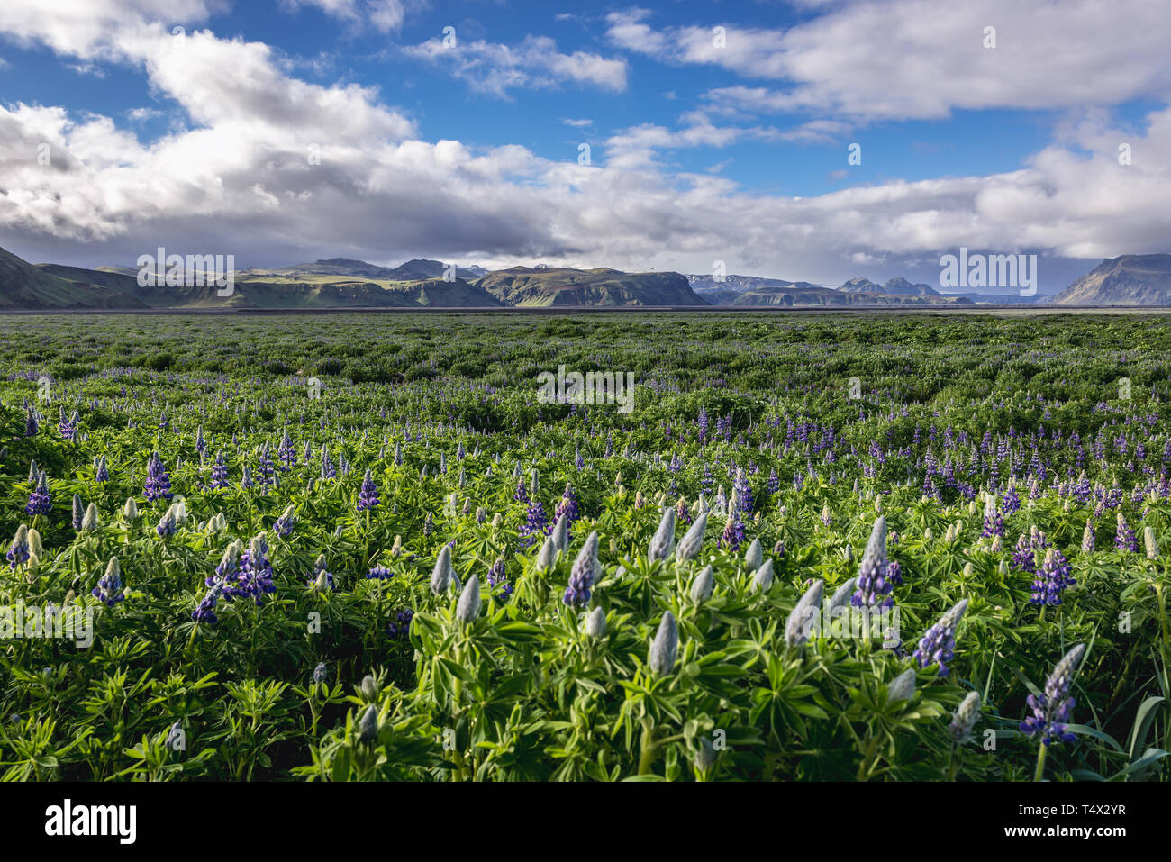 Campos de Lupinus nootkatensis plantas cerca de Vik i Myrdal village en Islandia Foto de stock