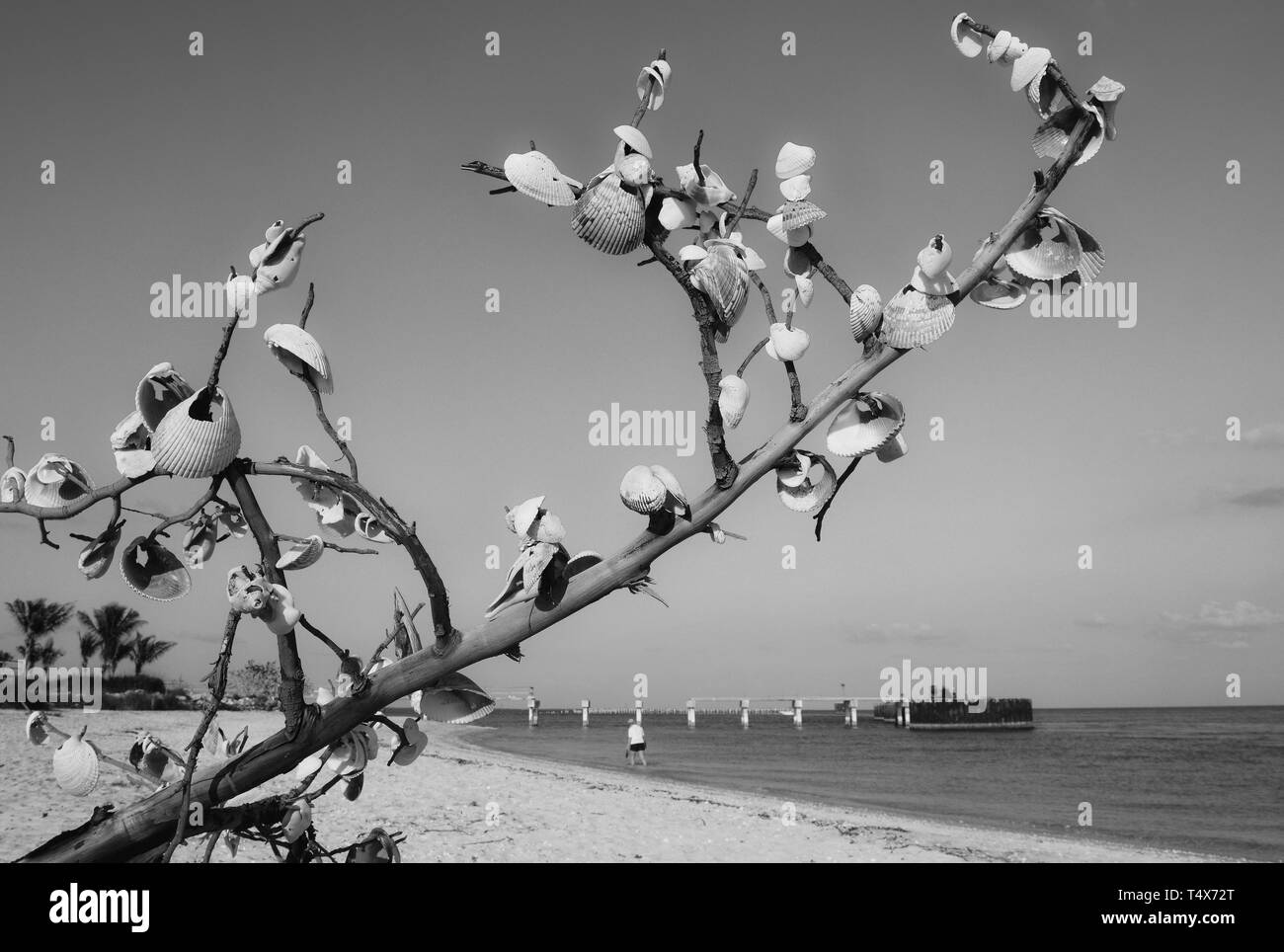 En el suroeste de Florida playas, gente conchas en una rama de árbol o en memoria de alguien o realizar un deseo ni otorgar una bendición. Foto de stock