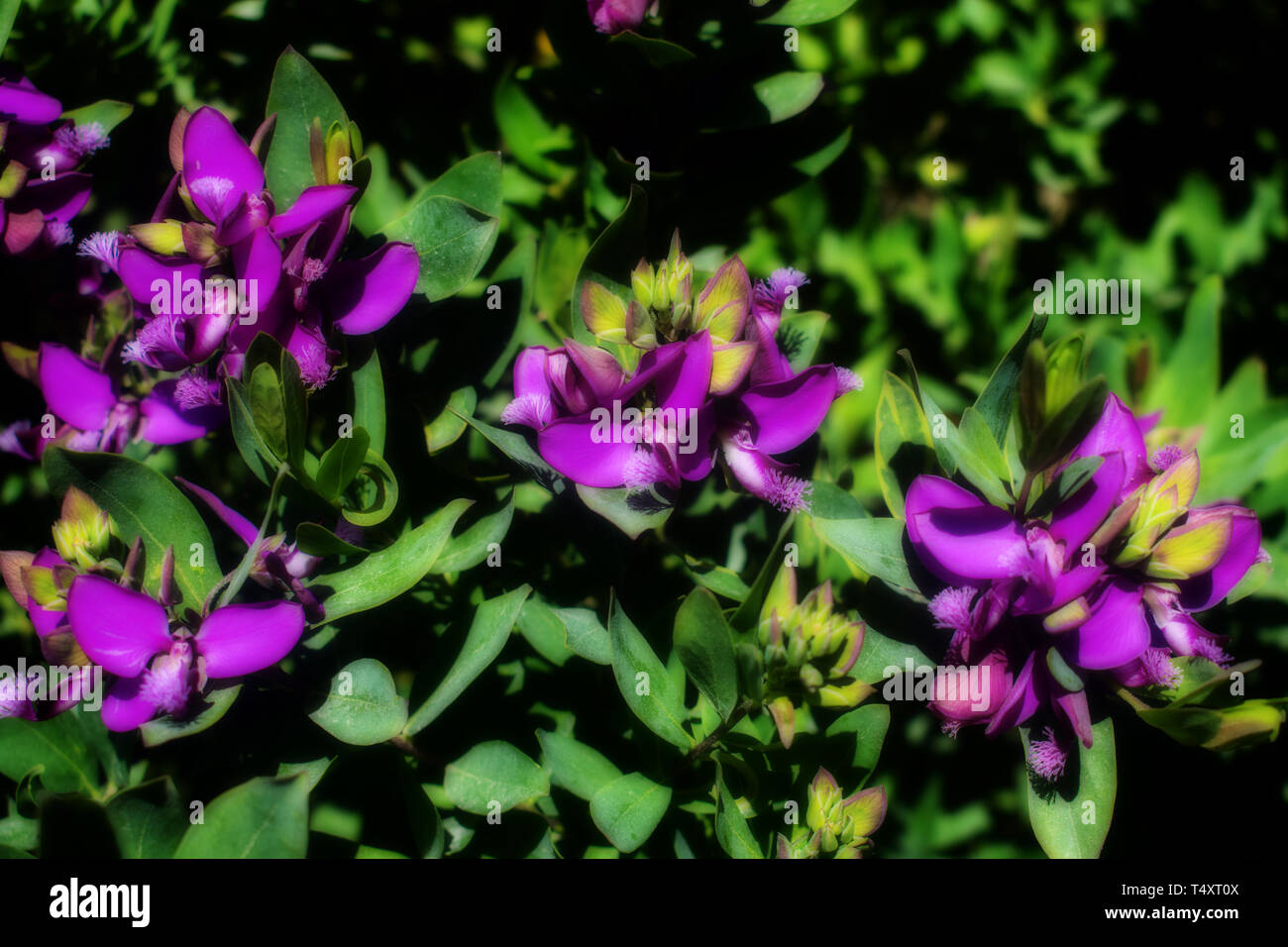 Flores púrpura en primavera. La naturaleza de un ramo de flores moradas en  primavera Fotografía de stock - Alamy