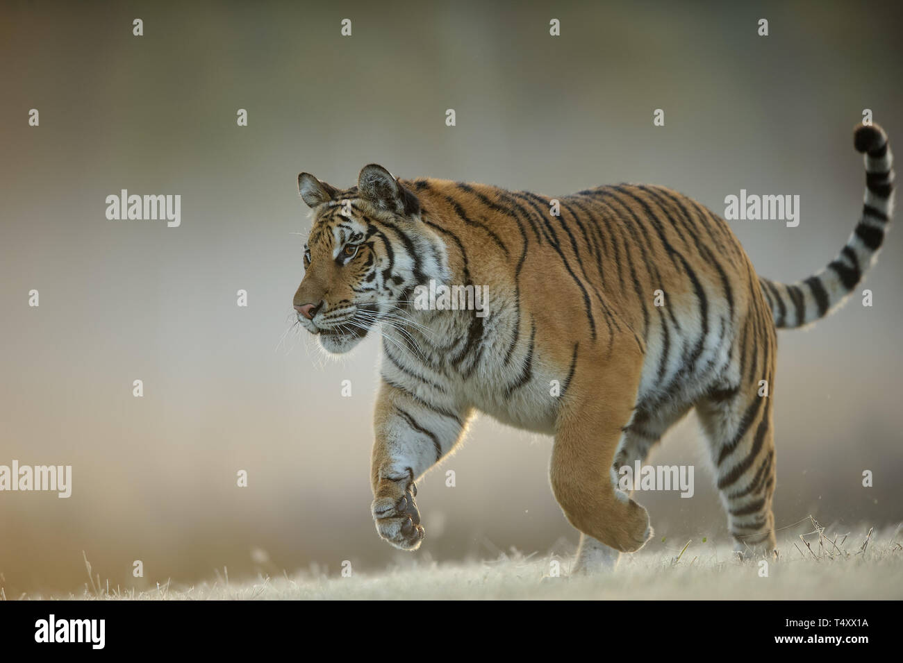 Tigre de Amur en la caza de acercamiento. Animales peligrosos, la taiga rusa. Tigre siberiano, Panthera tigris altaica. Animal corriendo. Foto de stock