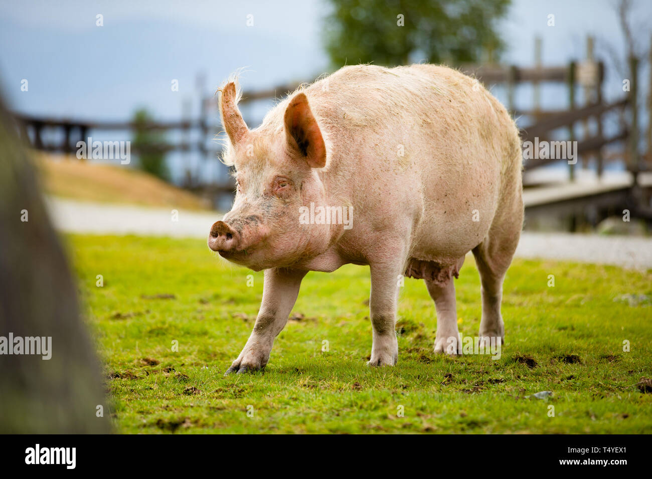 Cerdo de pie fotografías e imágenes de alta resolución - Alamy