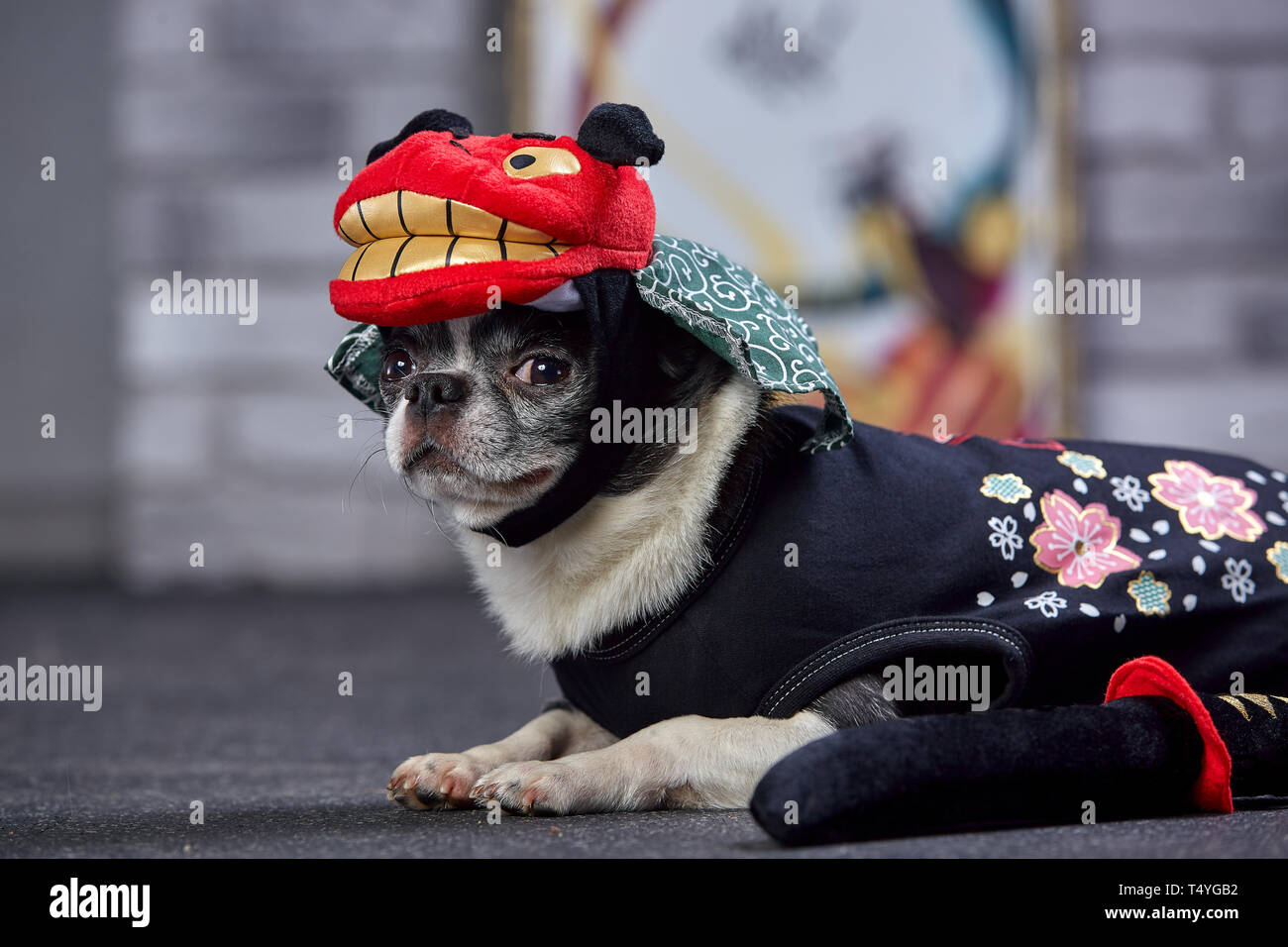 Cute funny doggy chihuahua en traje nacional japonés Fotografía de stock -  Alamy