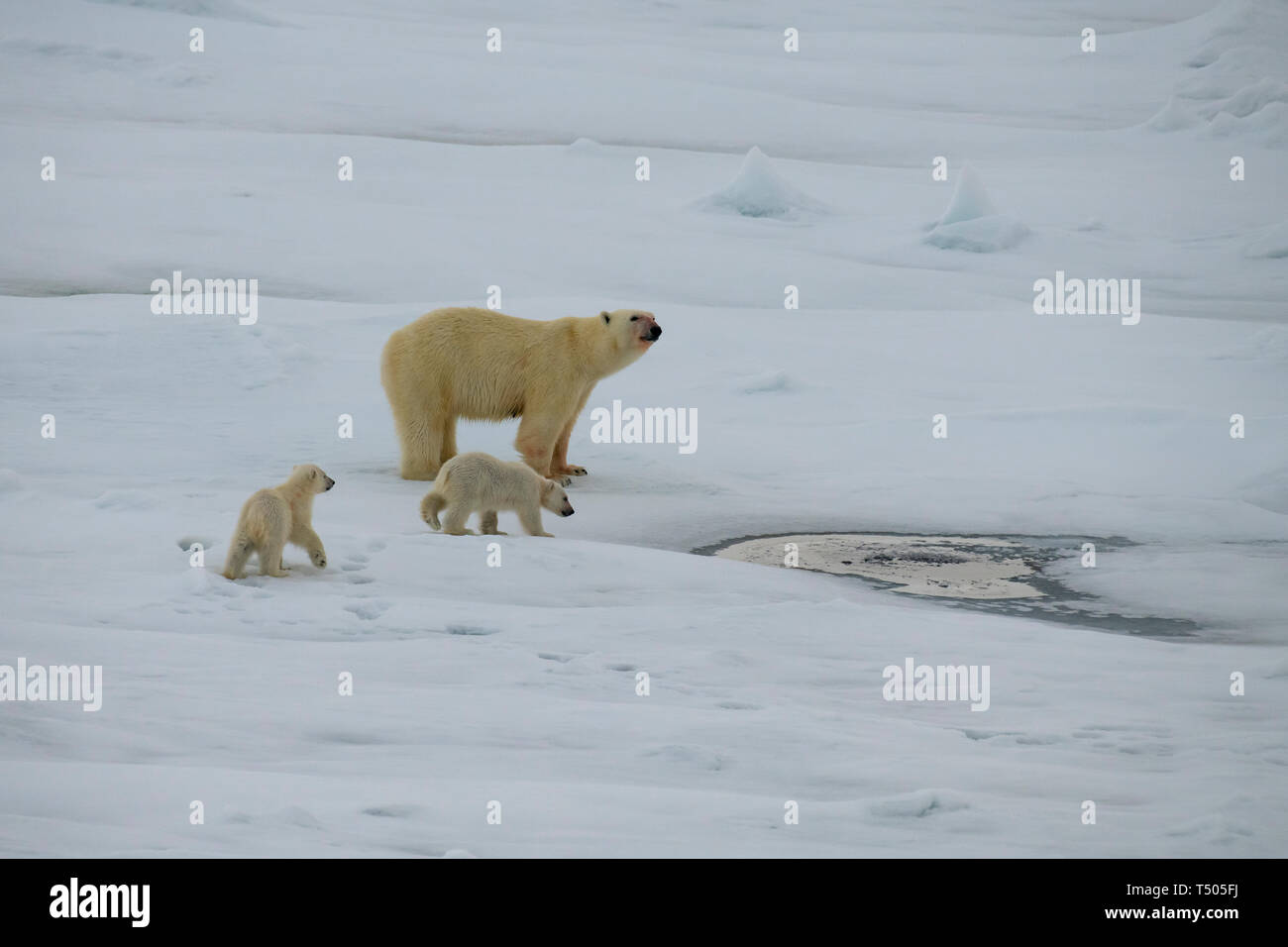 Osos enamorados fotografías e imágenes de alta resolución - Página 10 - Alamy Osos enamorados fotografías e imágenes de alta resolución - Página 10 - Alamy