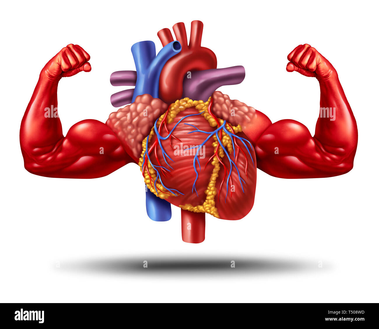 Fuerte corazón humano saludable como un símbolo de salud y fitness de cardiología o poderosos ejercicio cardiovascular como una anatomía órgano con músculo bíceps. Foto de stock