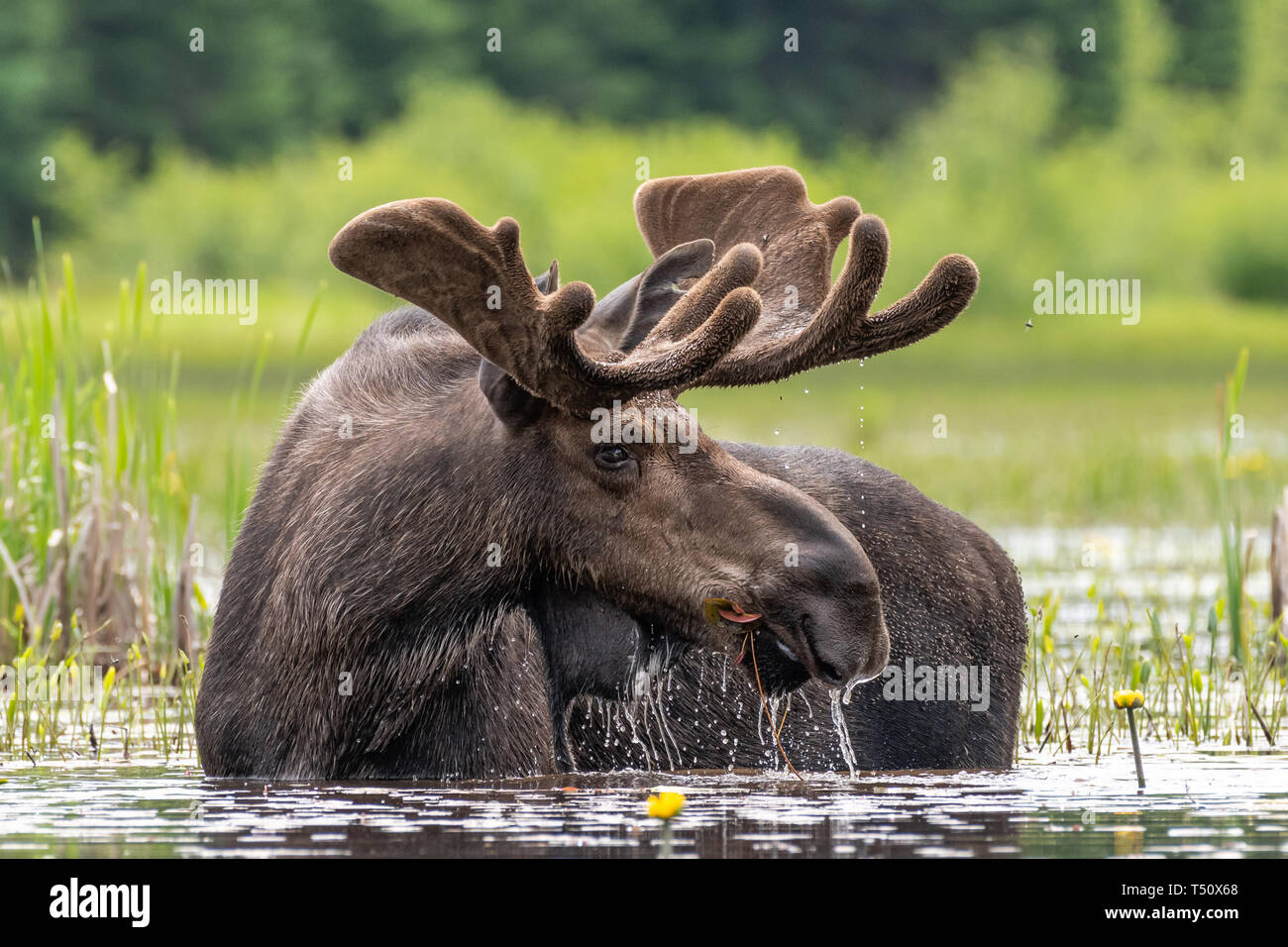 Primavera de Bull Moose, Algonquin Park en Ontario, Canadá Foto de stock