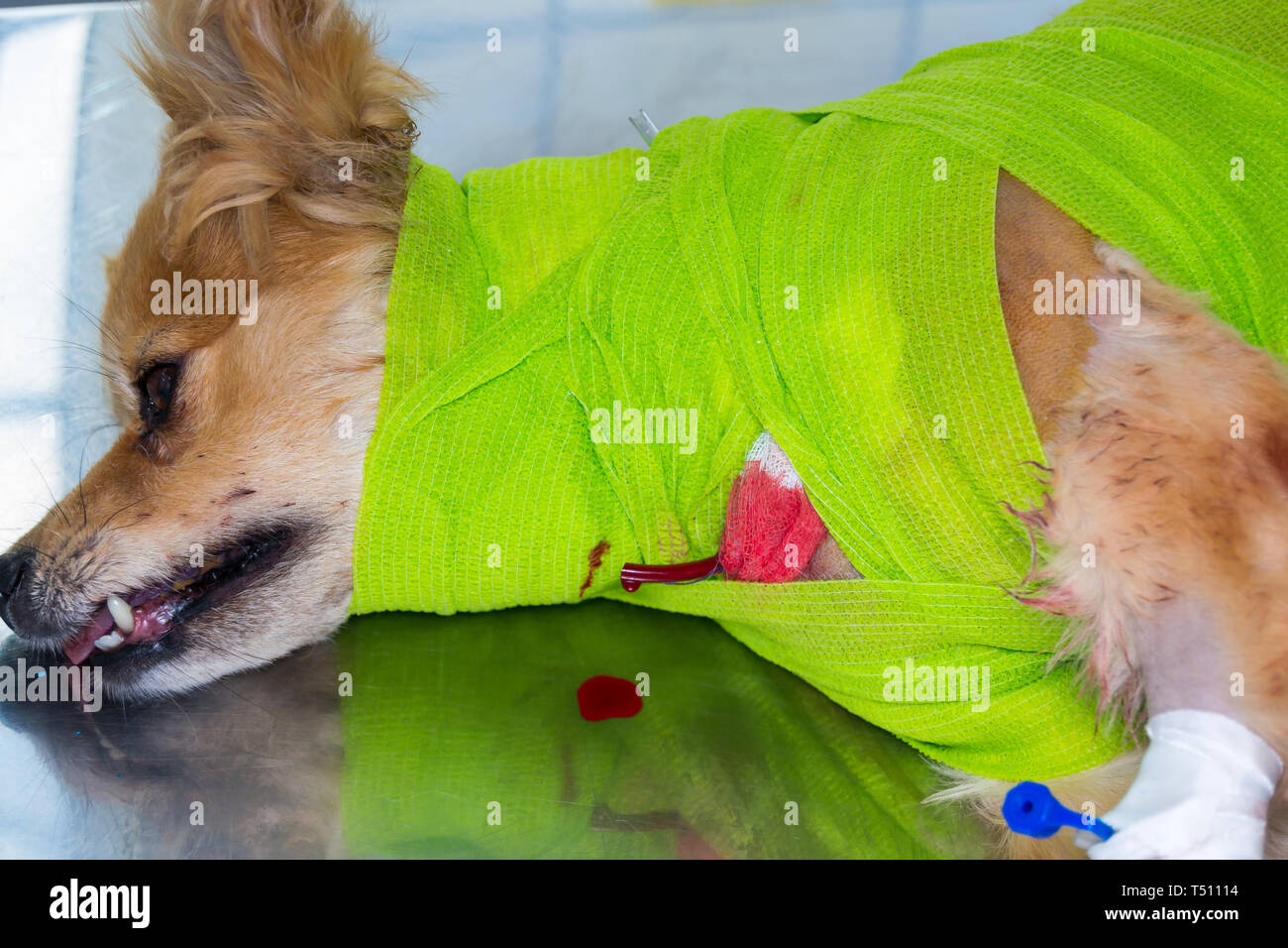 El cuello del perro se cubre con vendajes para proteger el drenaje de una  herida grande Fotografía de stock - Alamy