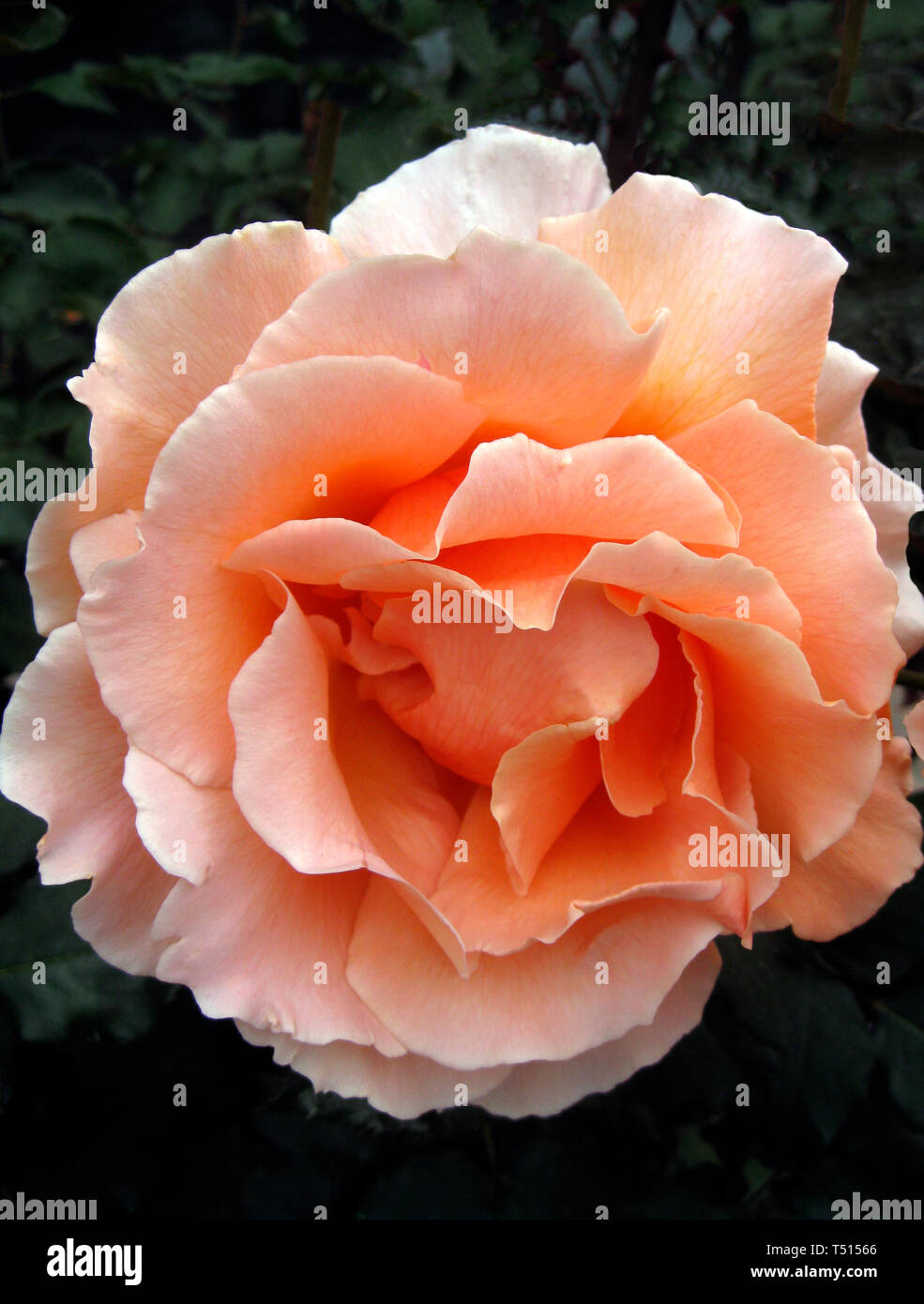 Este acercamiento muestra los pétalos de una flor rosa rosa hermosa plegar  hacia atrás desde el centro de este popular jardín de flores ornamentales.  La rosa es un tipo de arbusto de