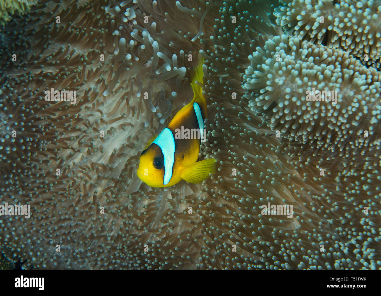 Clark's Anemonefish, Amphiprion clarkii, en alfombras, Amplexidiscus fenestrafer anémona, Hamata, Mar Rojo, Egipto Foto de stock