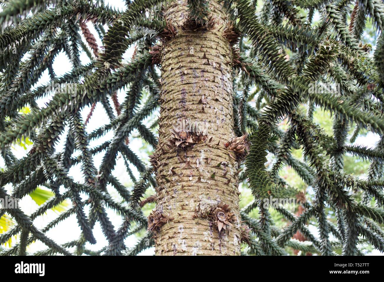 Araucaria araucana - pehuén - en el jardín de Oregon en Silverton, Oregon, USA. Foto de stock