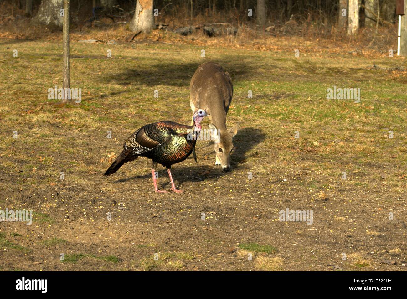 Un colorido Turquía se une a un ciervo en el patio para un snack Foto de stock