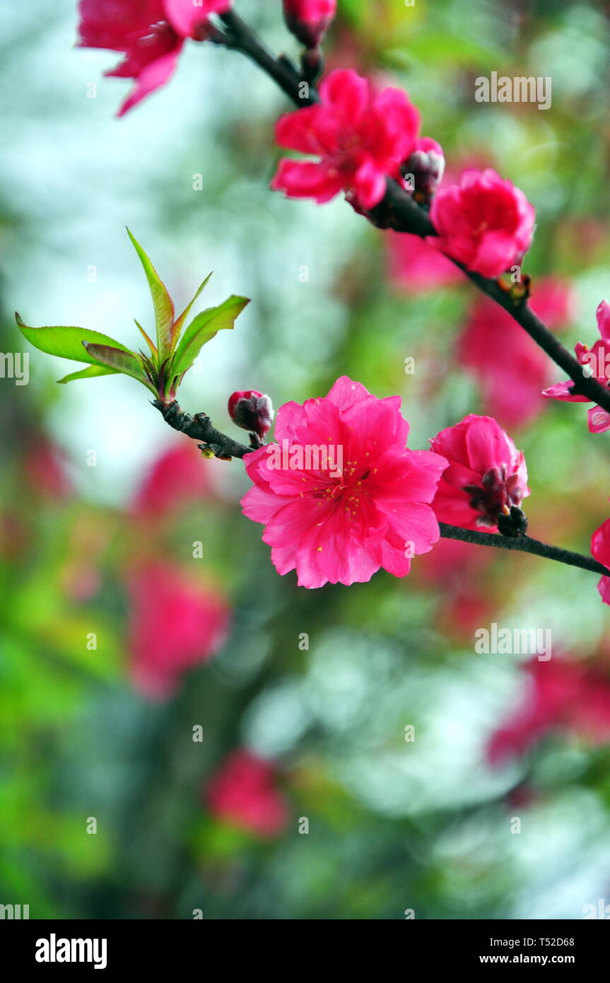 Sakura flor roja en BacHa, LaoCai, Vietnam Foto de stock