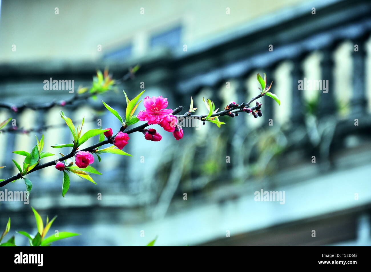 Sakura flor roja en BacHa, LaoCai, Vietnam Foto de stock