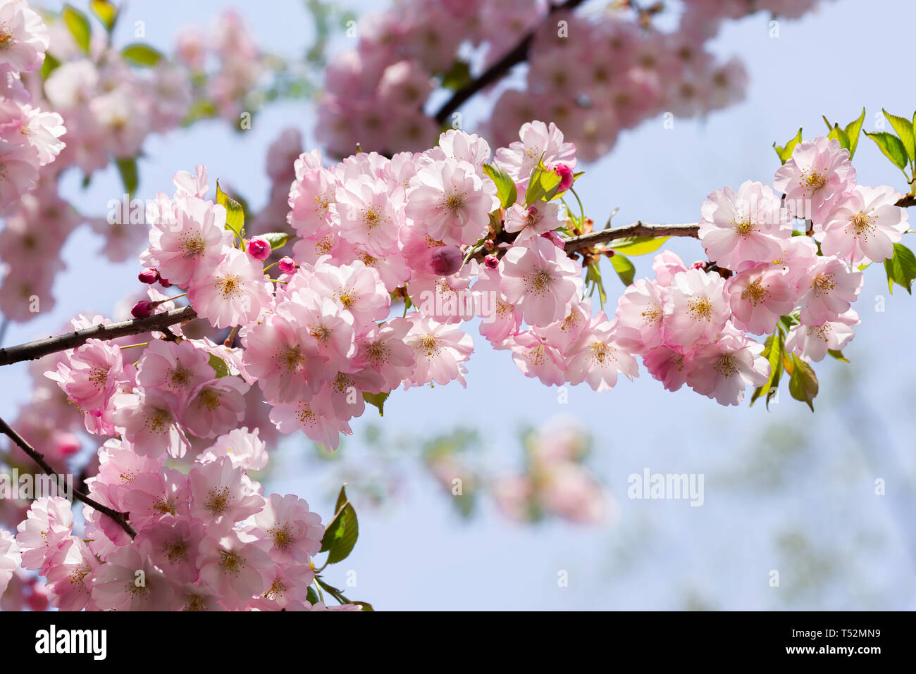 Bonita Flor de Cerezo rosa flores bajo el cálido sol de primavera  Fotografía de stock - Alamy
