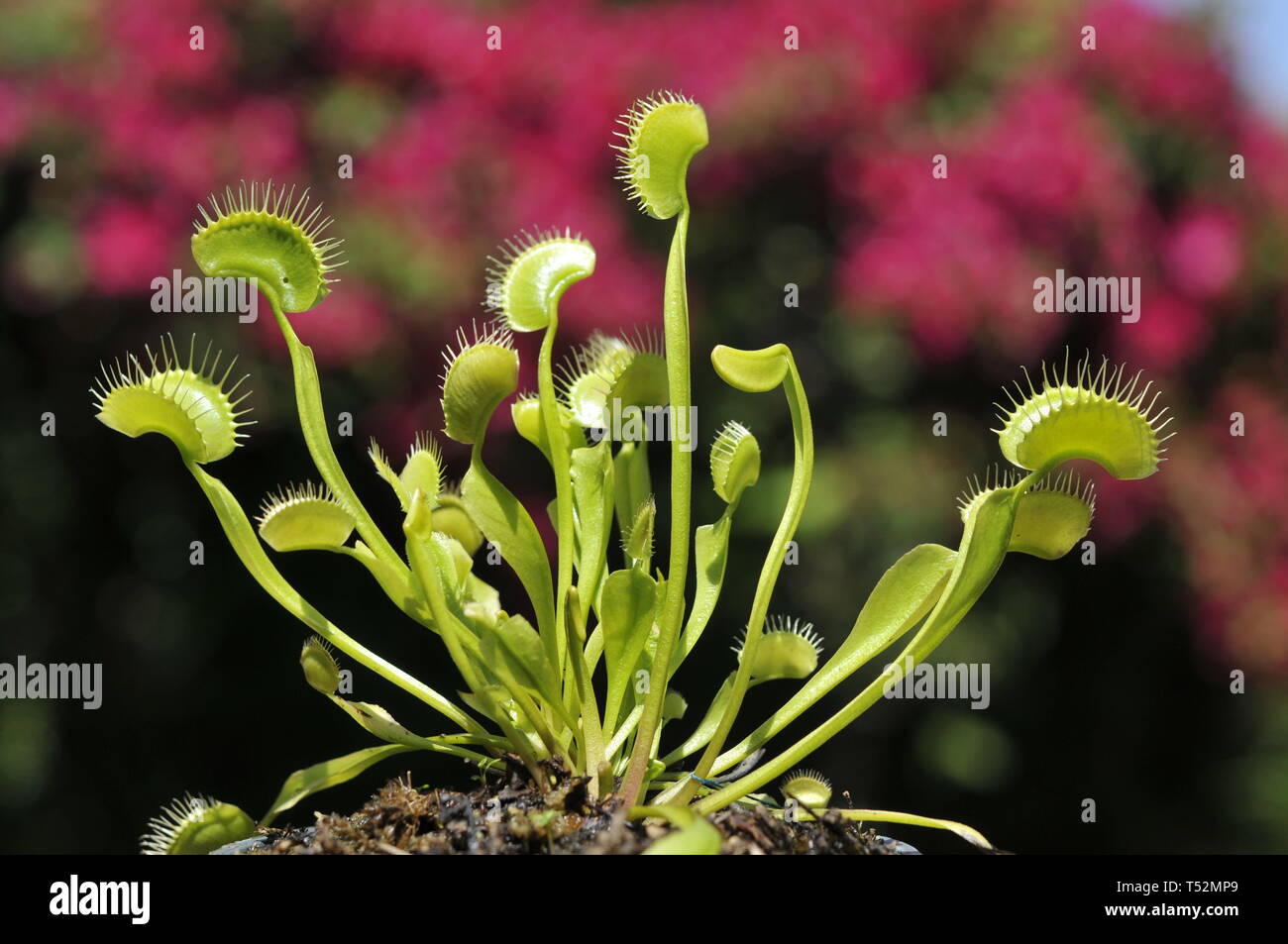 Venus atrapamoscas, Dionaea muscipula Foto de stock