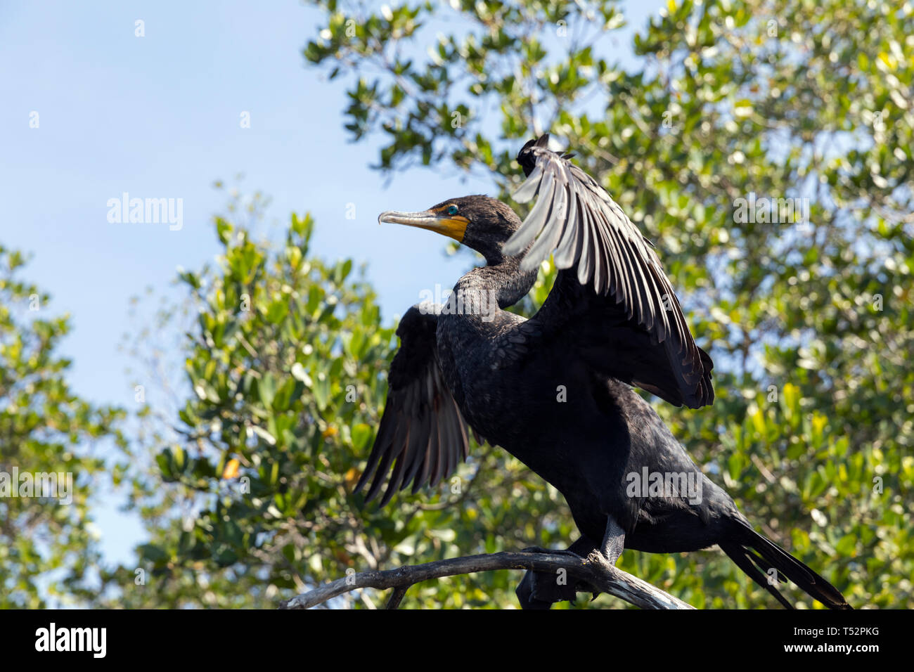 Anhinga bird, secado de las plumas en el sol Foto de stock