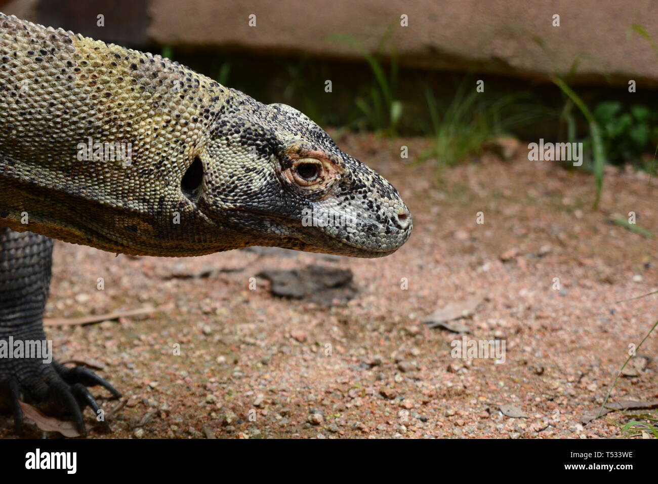 El dragón de Komodo. Wangetti. Queensland. Australia Foto de stock