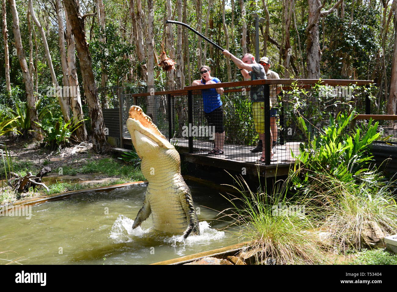 La alimentación del cocodrilo. Wangetti. Parque nacional Daintree. Queensland. Australia Foto de stock