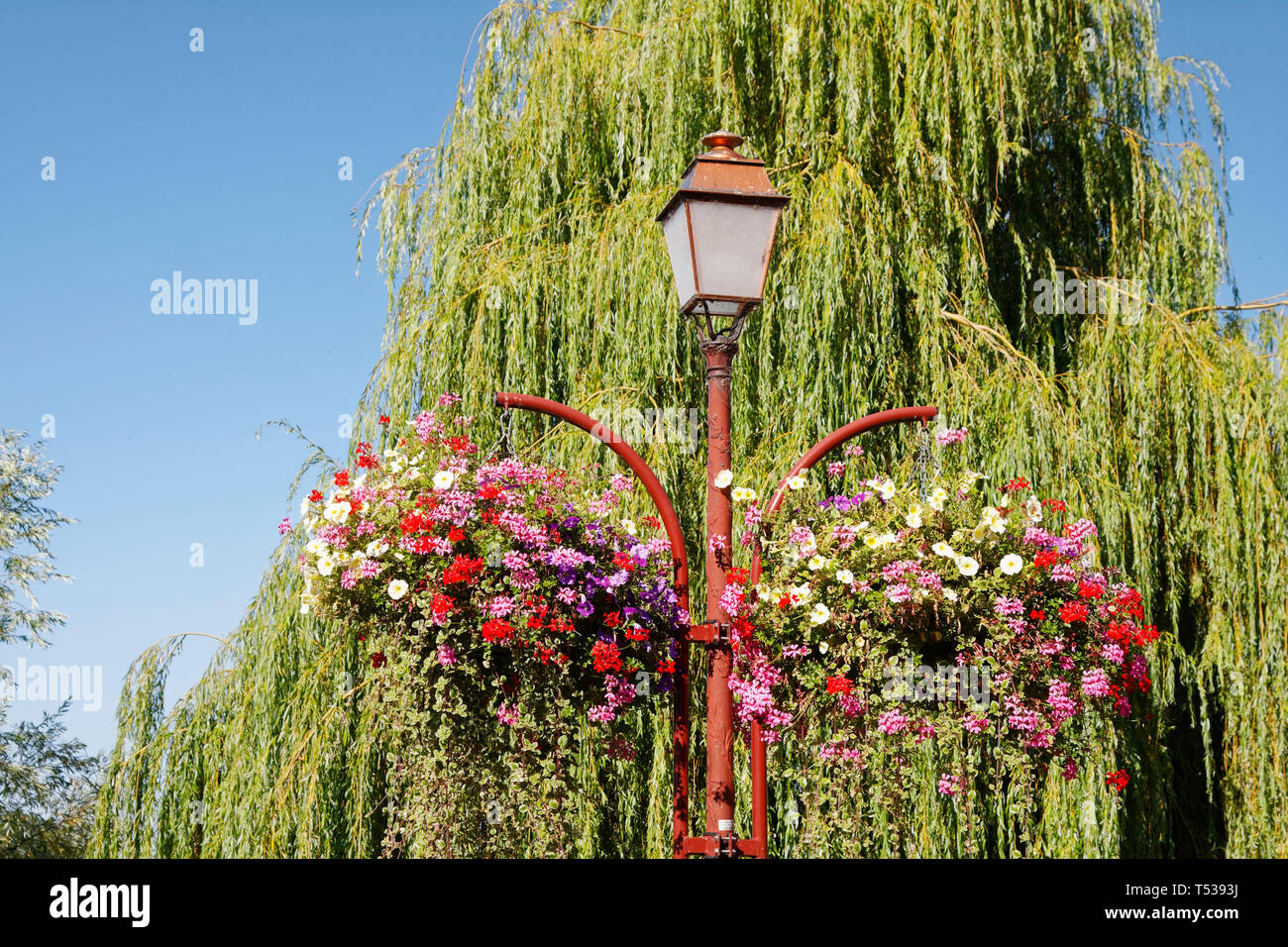 Vieja farola, cestas colgantes, flores de colores, árbol de sauce