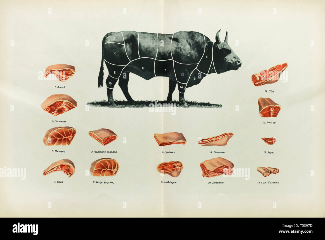 Cortes de carne de bovino ruso representado en la ilustración a color en el libro de alimentos sanos y sabrosos publicado en la Unión Soviética (1953). Índice: 1 - borde delgado o corto filet (archivo en ruso); 2 - el solomillo (okovalok); 3 - la pierna (kostrets); 4 - Borde grueso o rib eye (kray); 5 - pecho (chelyshko sokolok); 6 - las nalgas o la cadera (bedro o oguzok); 7 - pecho (grudinka); 8 - las nalgas o la cadera (podbedrok); 9 - el flanco (pashinka o pashina); 10 - hombro (lopatka); 11 - cuello (sheya); 12 - hock o hough (rulka); 13 - primer corte (zarez); 14 y 15 - el vástago (golyashka). Foto de stock