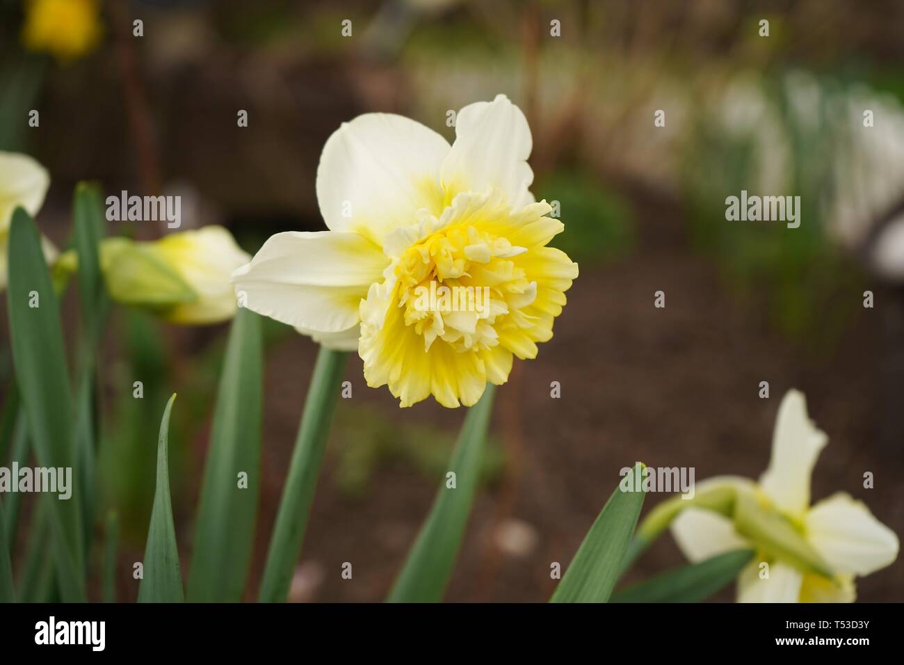 Narcisos amarillos de cerca, el enfoque selectivo Foto de stock