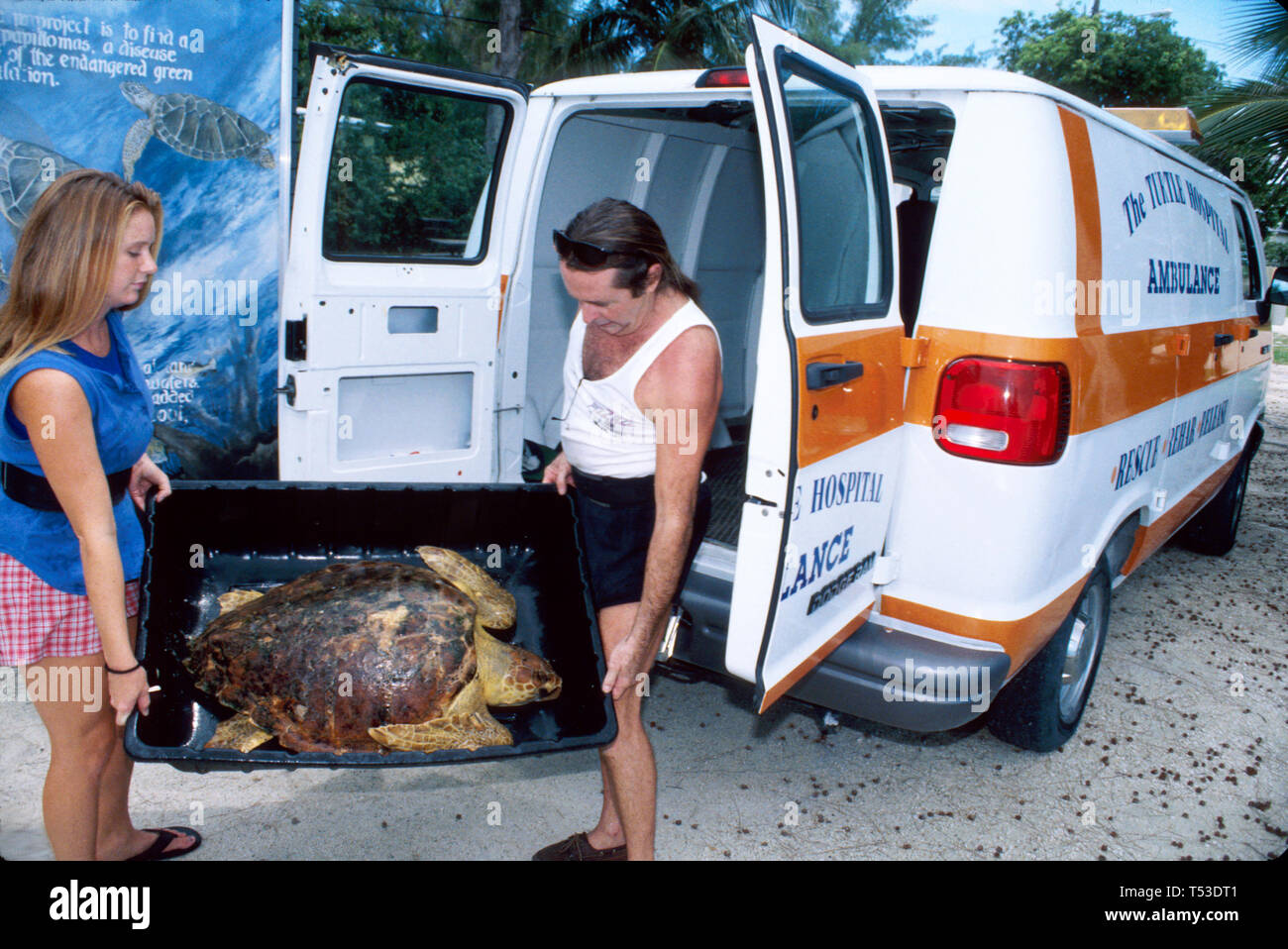 Florida Keys Marathon El Hospital de Tortugas en peligro de extinción amenaza de vida marina, rescate de especies rehabilitación liberación tortugas marinas, Foto de stock