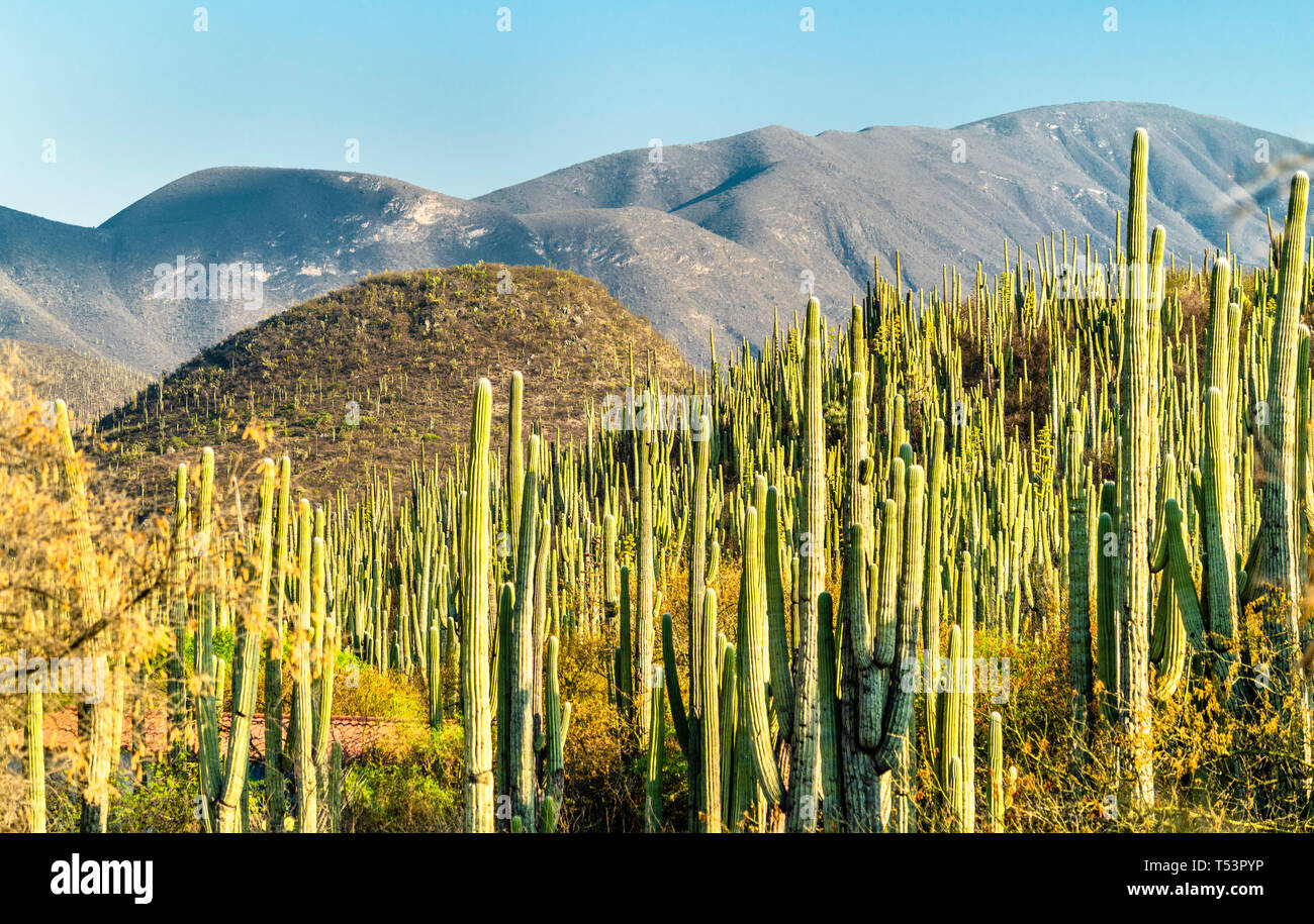 En México la Reserva de la Biosfera TehuacanCuicatlan Fotografía de