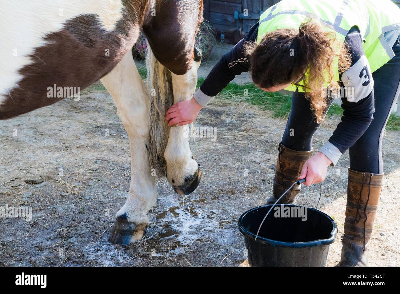 Higham, Kent, UK. Un caballo con un lavado de sus piernas en un patio del establo de su dueño. Foto de stock