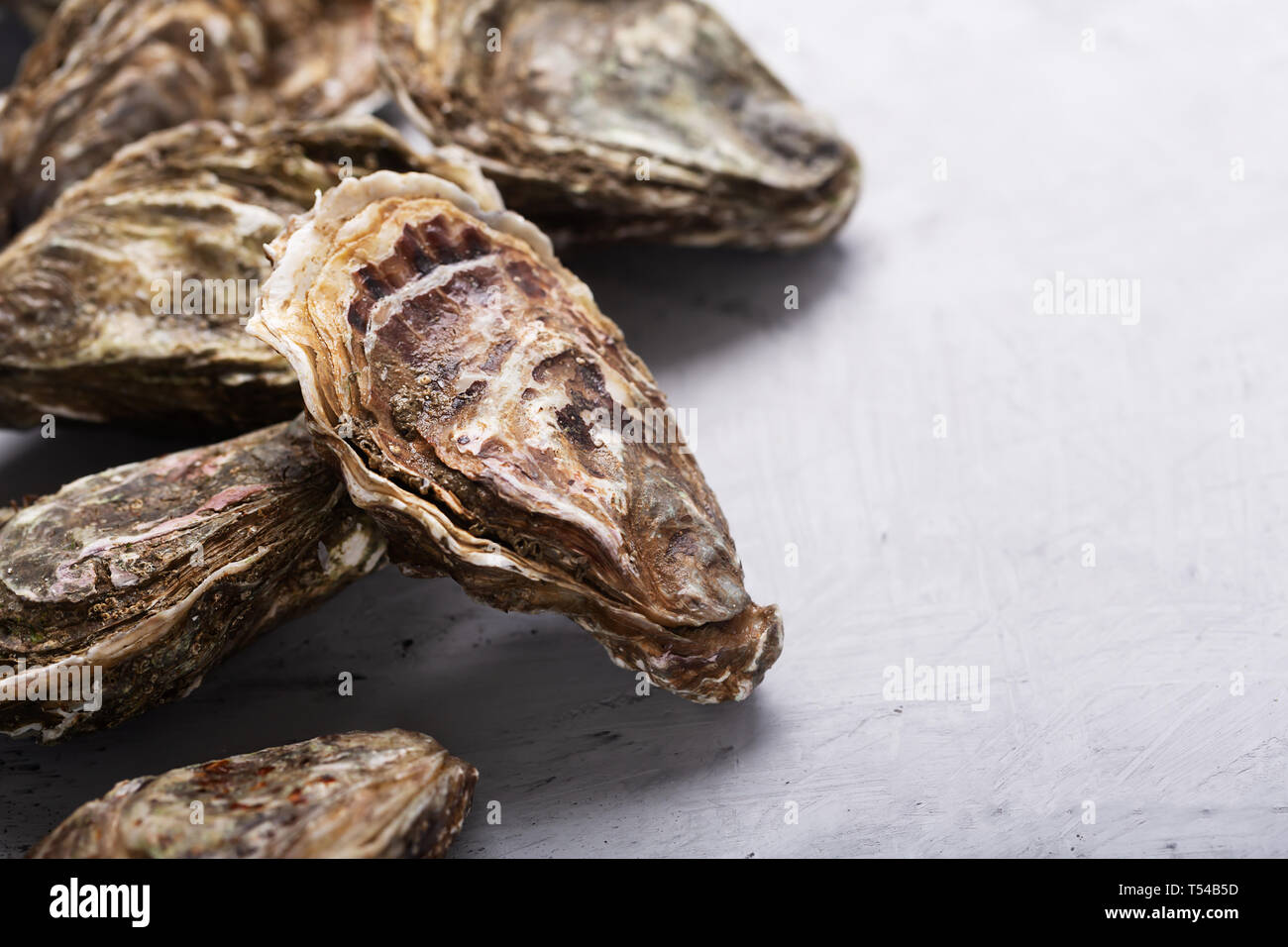 Ostras con antecedentes concretos. Mariscos, contiene una masa de  micronutrientes beneficiosos y vitaminas que afectan benéficamente al  cuerpo entero Fotografía de stock - Alamy