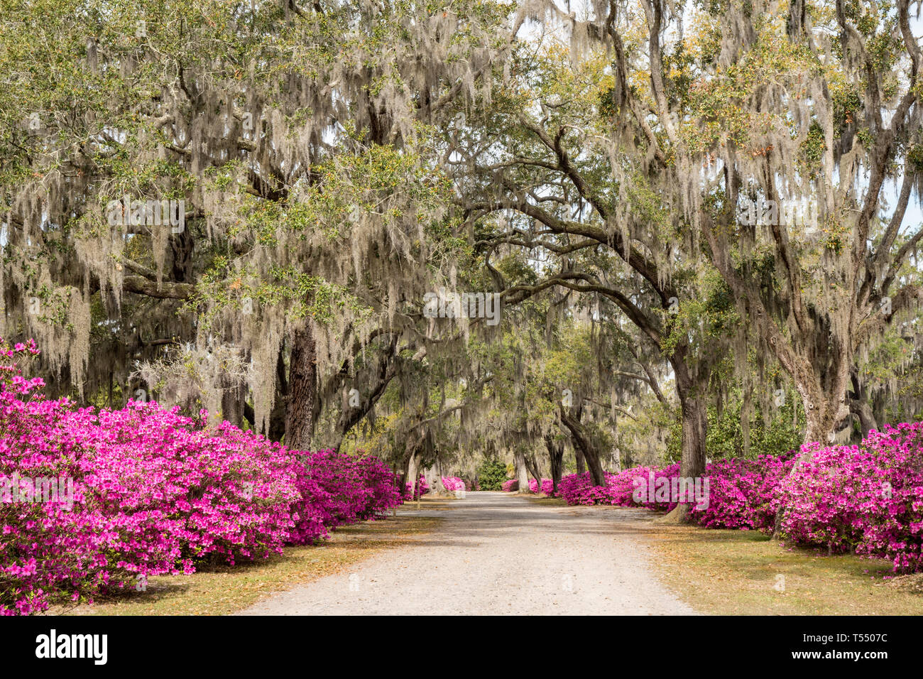 Azalea flores en plena floración a lo largo de la avenida de Oaks en el cementerio Bonaventure de Savannah, Georgia Foto de stock