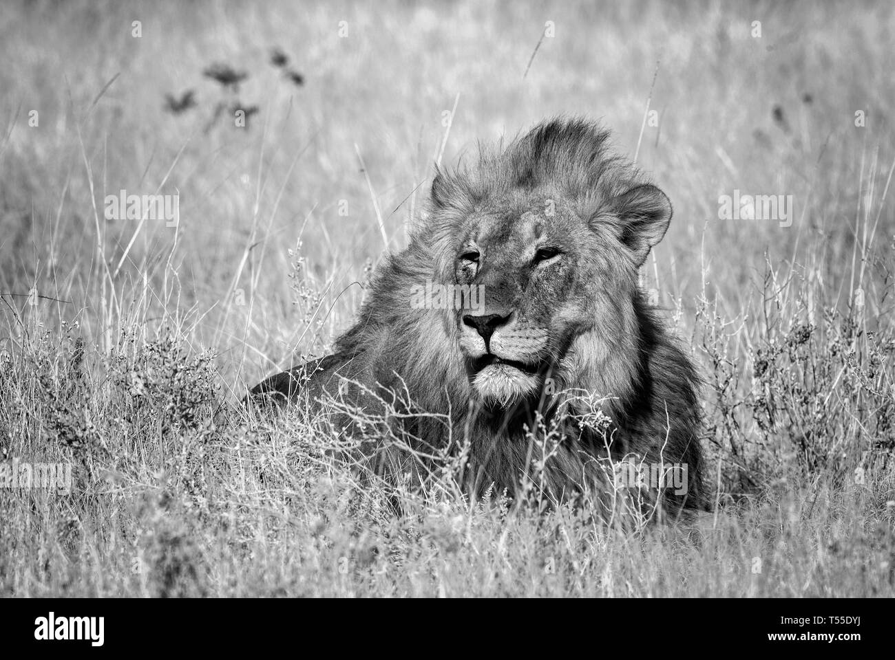 Lion - Panthera leo, animal icónico de sabanas africanas, el Parque Nacional Etosha, en Namibia. Foto de stock