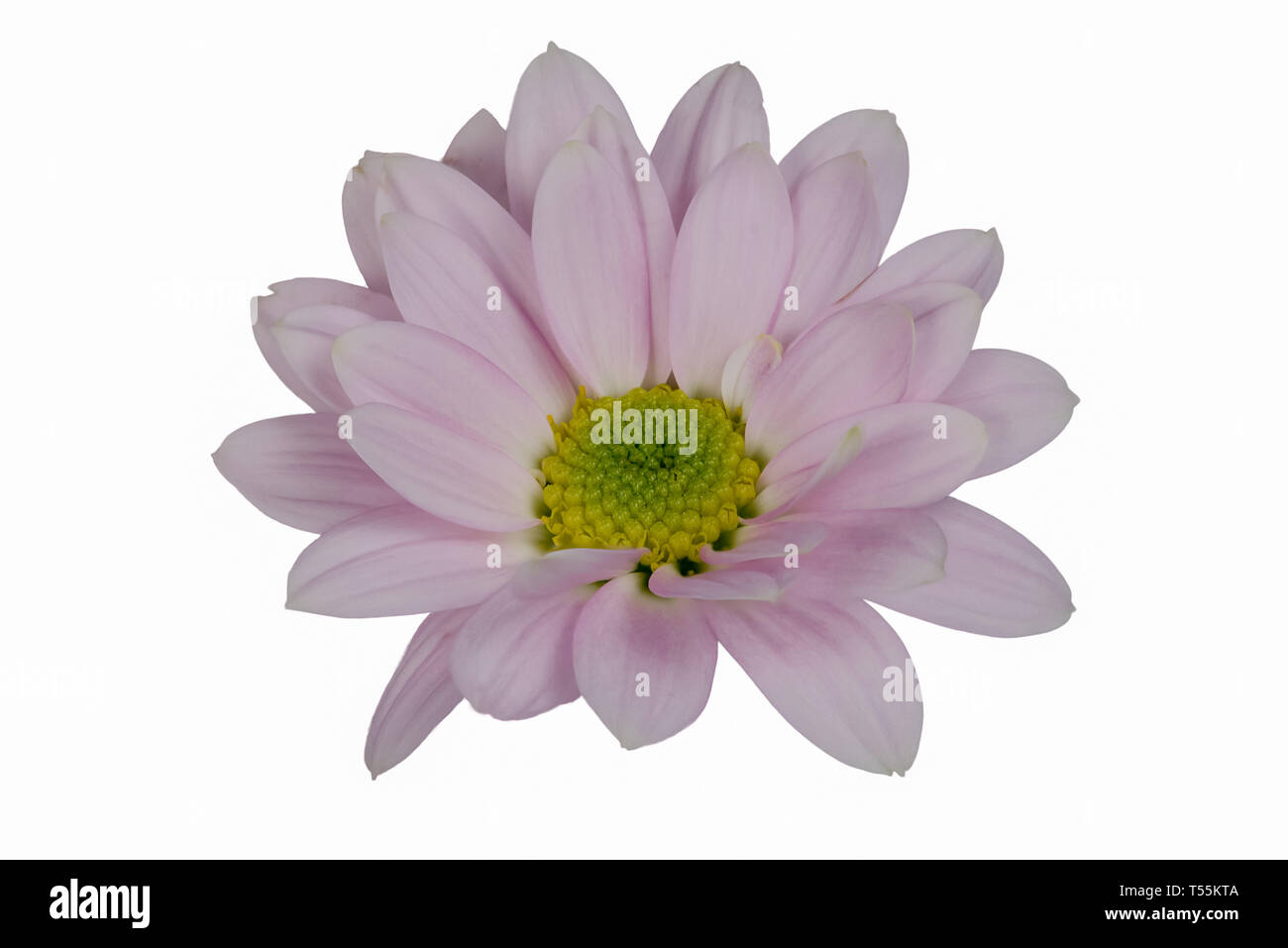 Closeup focus apiladas fotografía de una flor lila luz aislado aislado sobre fondo blanco con trazado de recorte Foto de stock