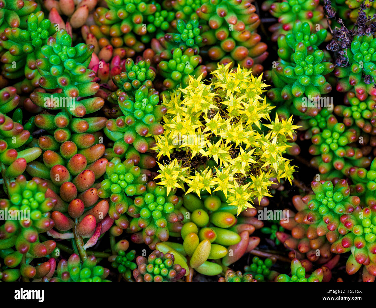 Las plantas suculentas con flores amarillas Fotografía de stock - Alamy