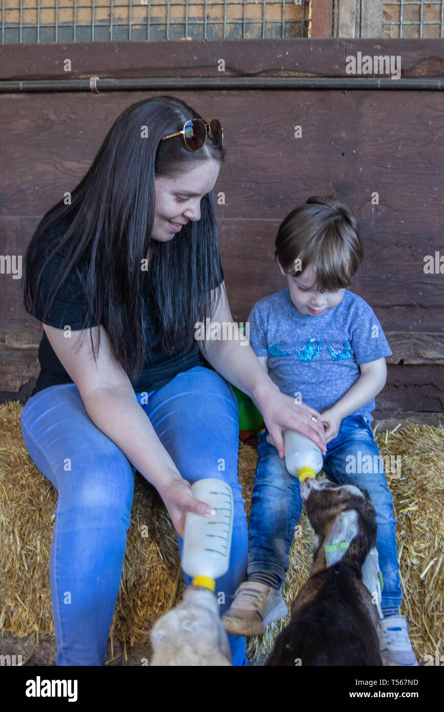 Madre e hijo alimentar las cabras por botella en una granja Foto de stock