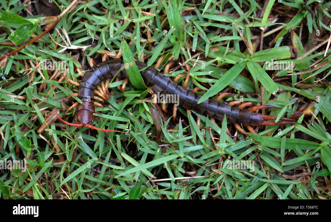 Chilopoda ciempiés gigante o sobre la hierba verde Foto de stock