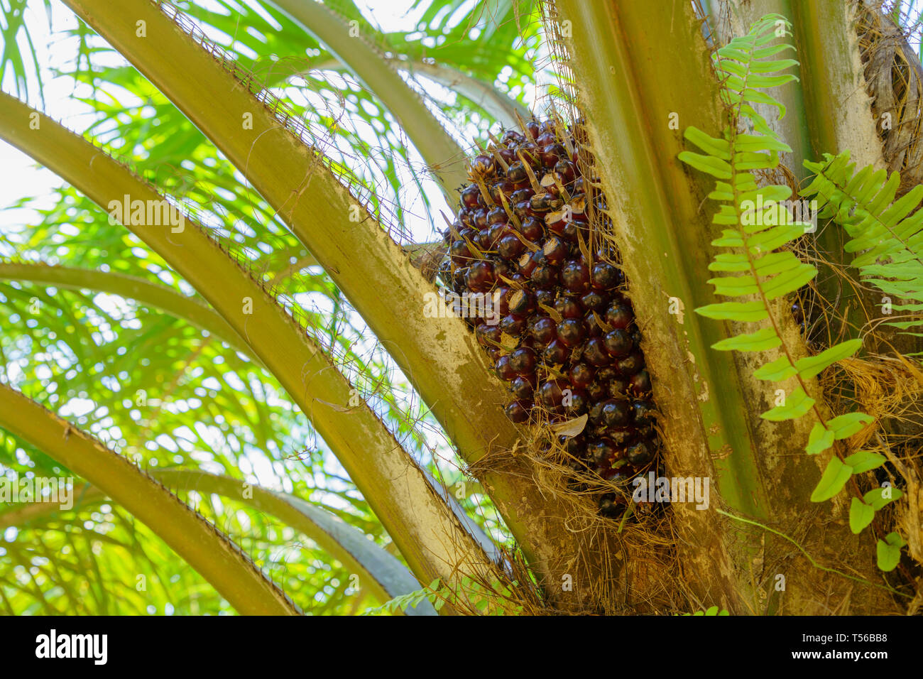 En las plantaciones de palma de aceite, jardín en el árbol, en el sur de Tailandia. Foto de stock
